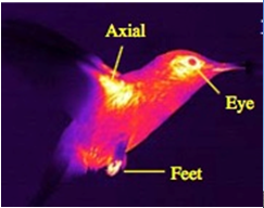 紅外的應(yīng)用